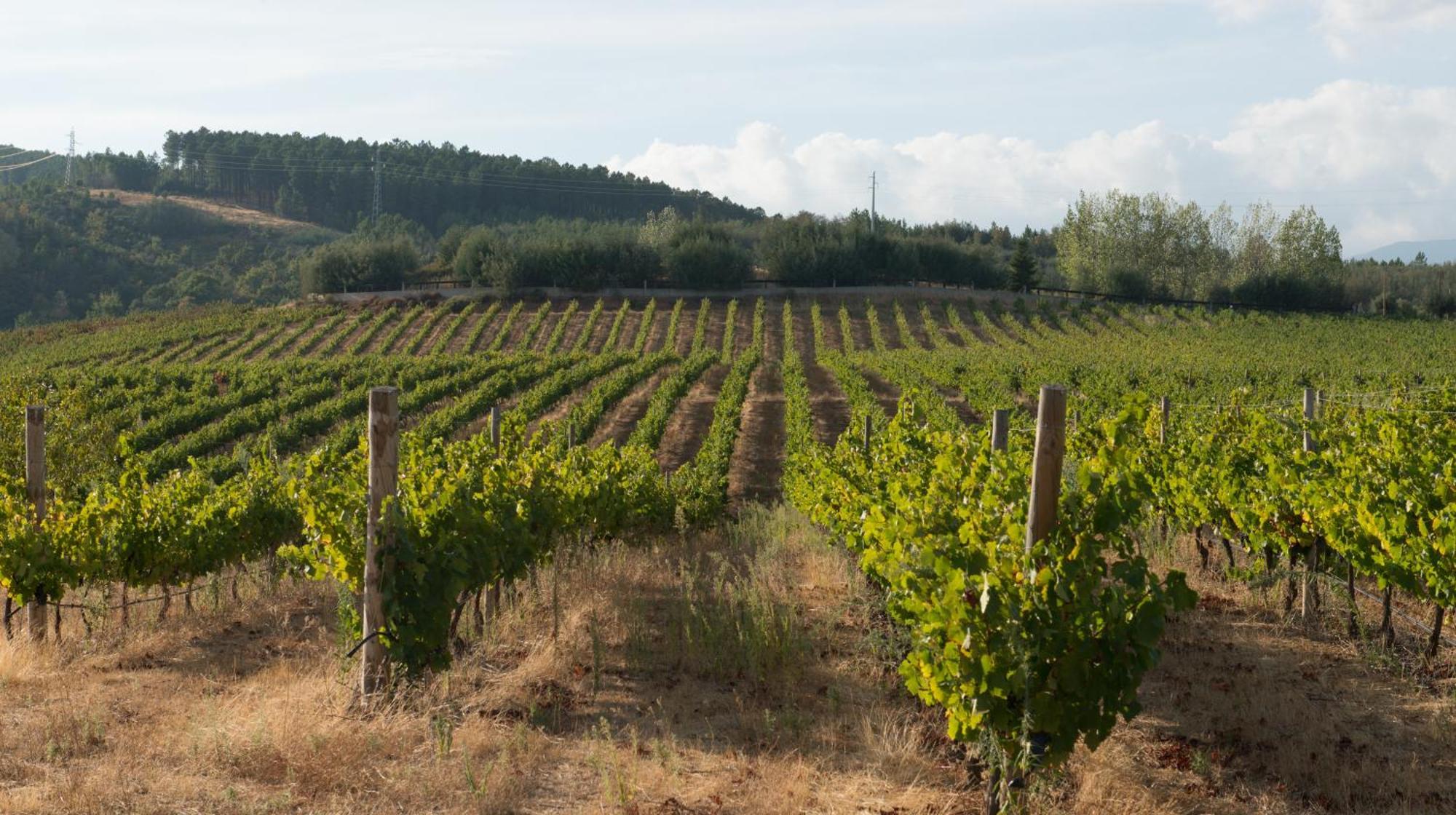 コビリャン Tranca Da Barriga - Casa Do Vinho By Quinta De Sao Tiagoヴィラ エクステリア 写真