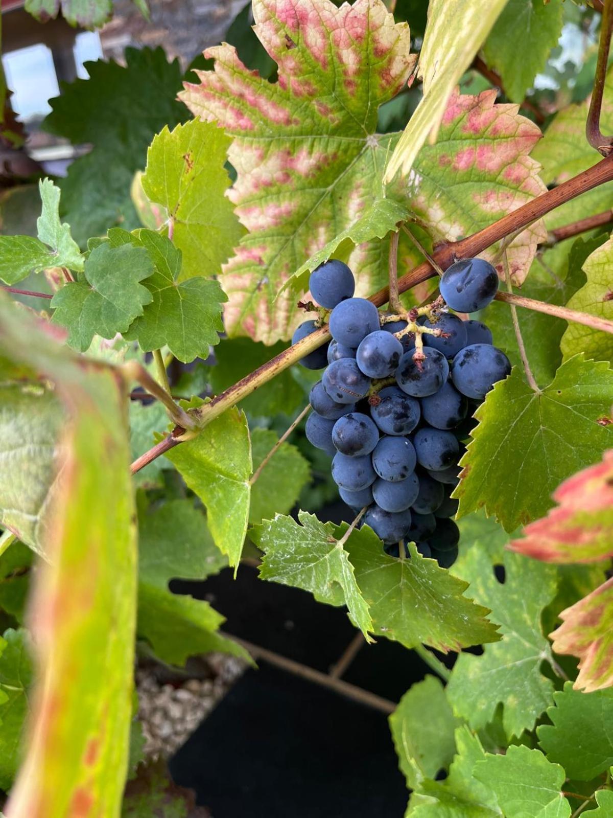 コビリャン Tranca Da Barriga - Casa Do Vinho By Quinta De Sao Tiagoヴィラ エクステリア 写真